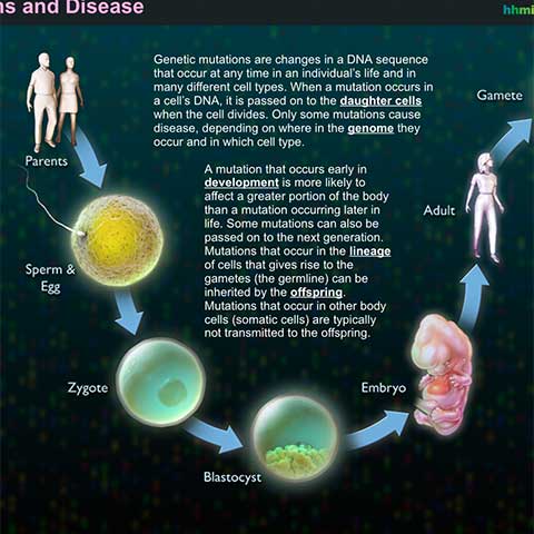 Genetic Mutations and Disease Interactive – Χείλων