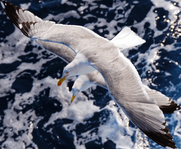 Screen Shot 2018-07-15 at 13.25.09